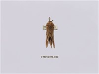 藏品(銀斑舟蛾)的圖片